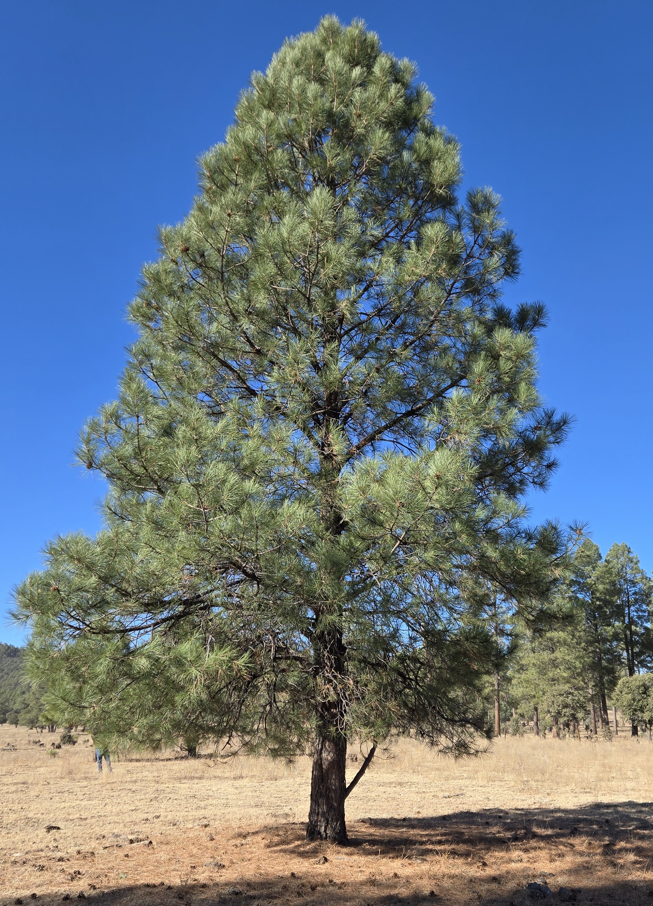 San Carlos Apache Tribe Gifts State with Christmas Tree 